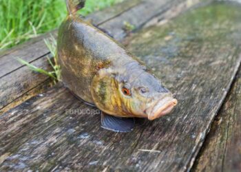 Комплектация поплавочной снасти для ужения линя