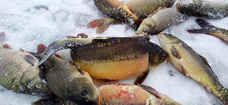Ловля карпа зимой – особенности рыбалки на пруду