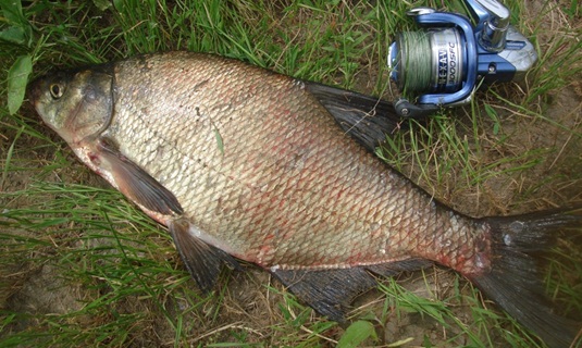 Ловля леща на поплавочную удочку