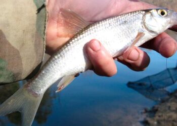 Ловля ельца