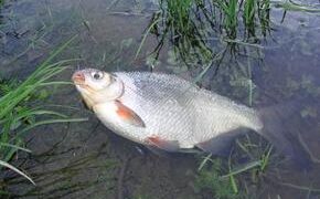 Ловля густеры