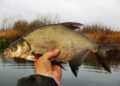 Ловля леща в ноябре