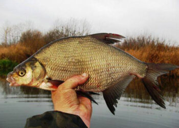 Ловля леща в ноябре